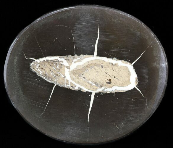 Polished Fish Coprolite (Fossil Poo) - Scotland #44695
